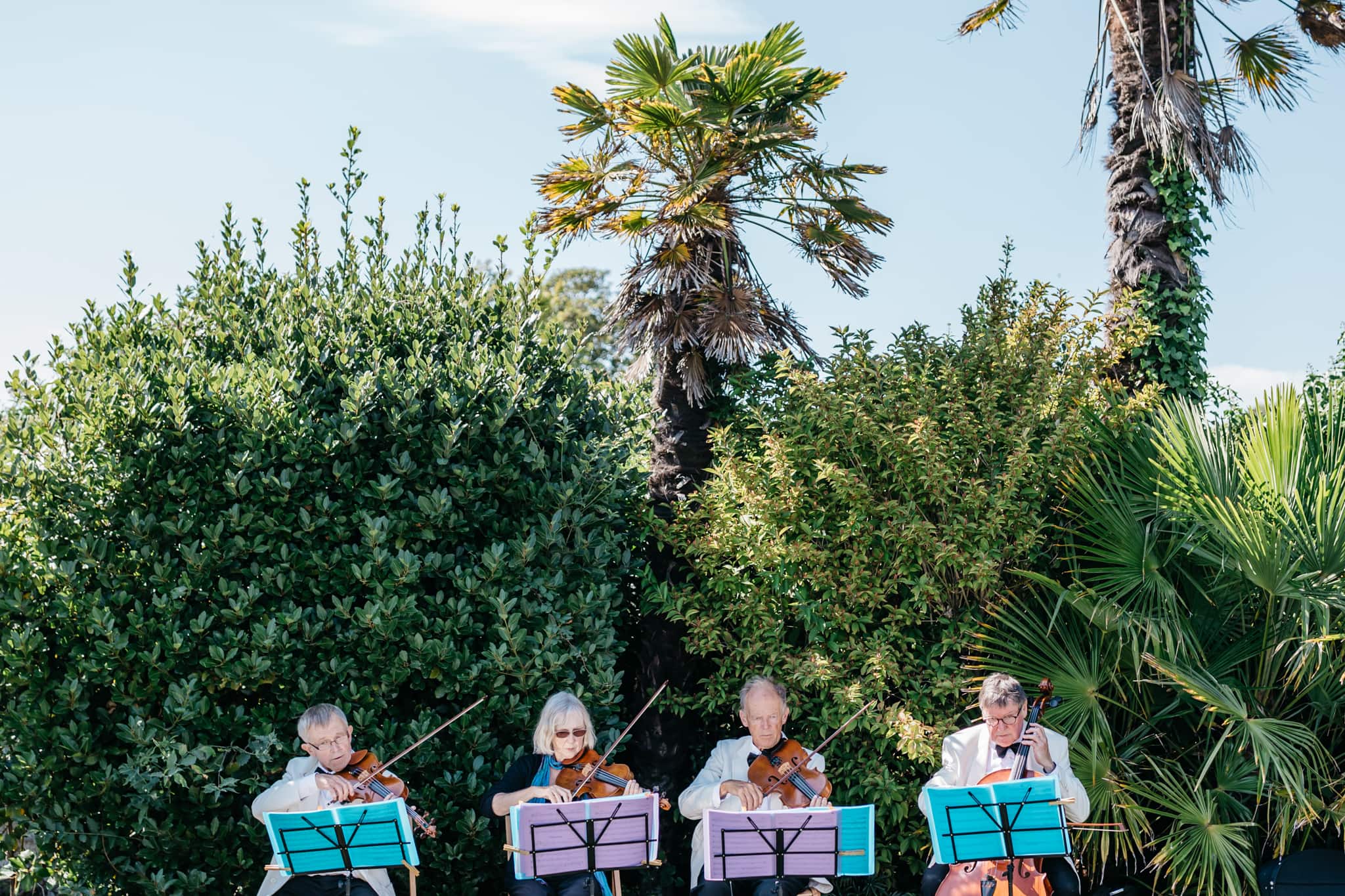 Violinists at wedding
